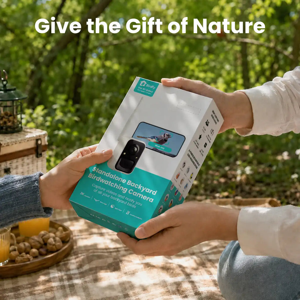 Birdfy Cam 2K - Smart Birdwatching Camera Traditional bird feeder companion
