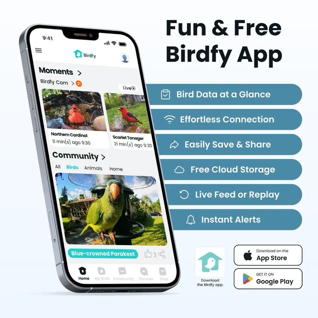 Birdfy Cam 2K - Smart Birdwatching Camera Traditional bird feeder companion