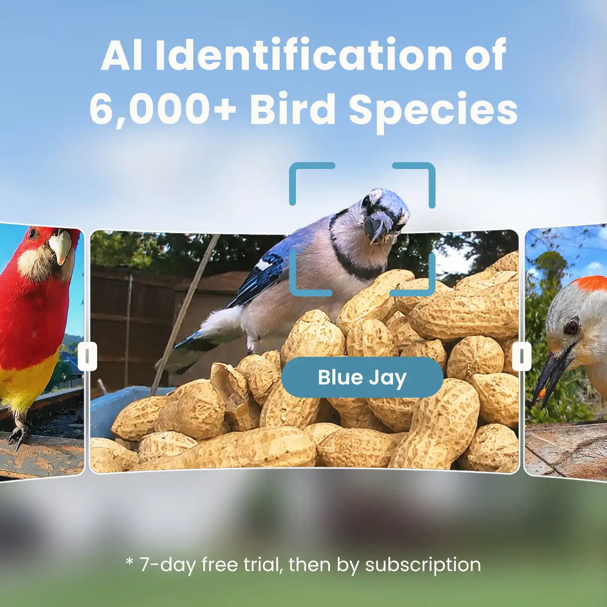 Birdfy Cam 2K - Smart Birdwatching Camera Traditional bird feeder companion