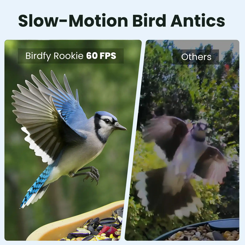 Birdfy Feeder Rookie - Beginner-Friendly Smart Bird Feeder Green