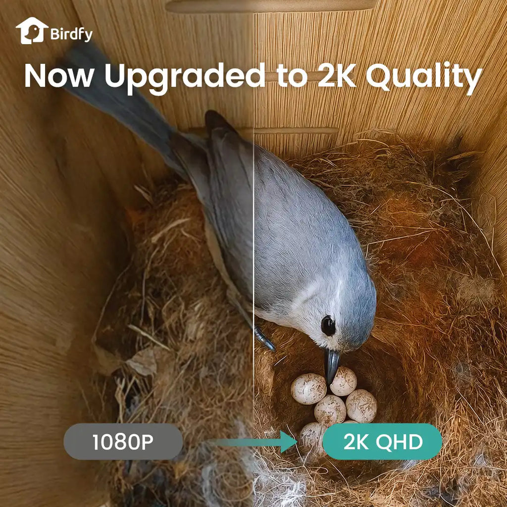 Birdfy Nest - Wooden Smart Birdhouse with Camera