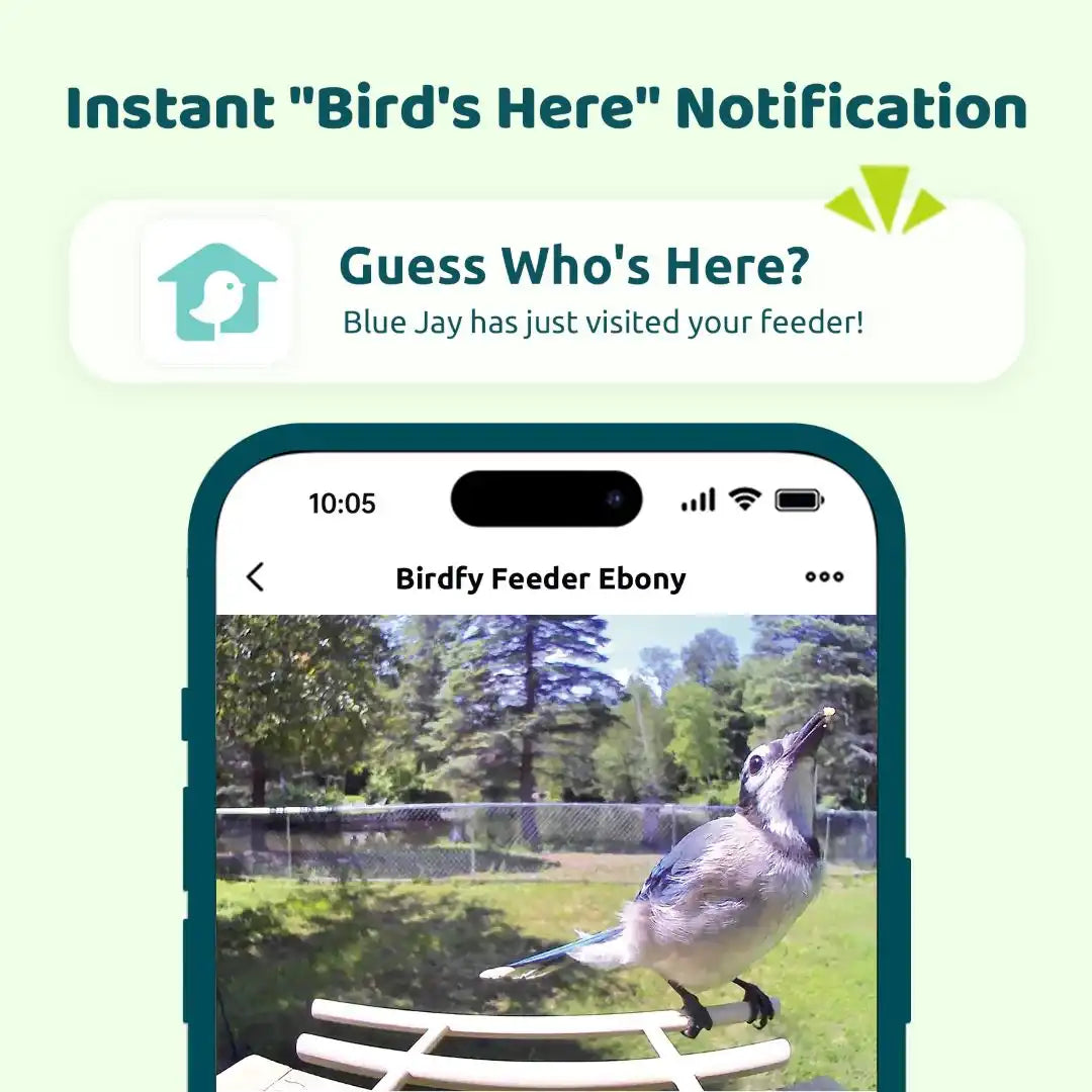 Birdfy Feeder Ebony + 1 Year Plus Membership