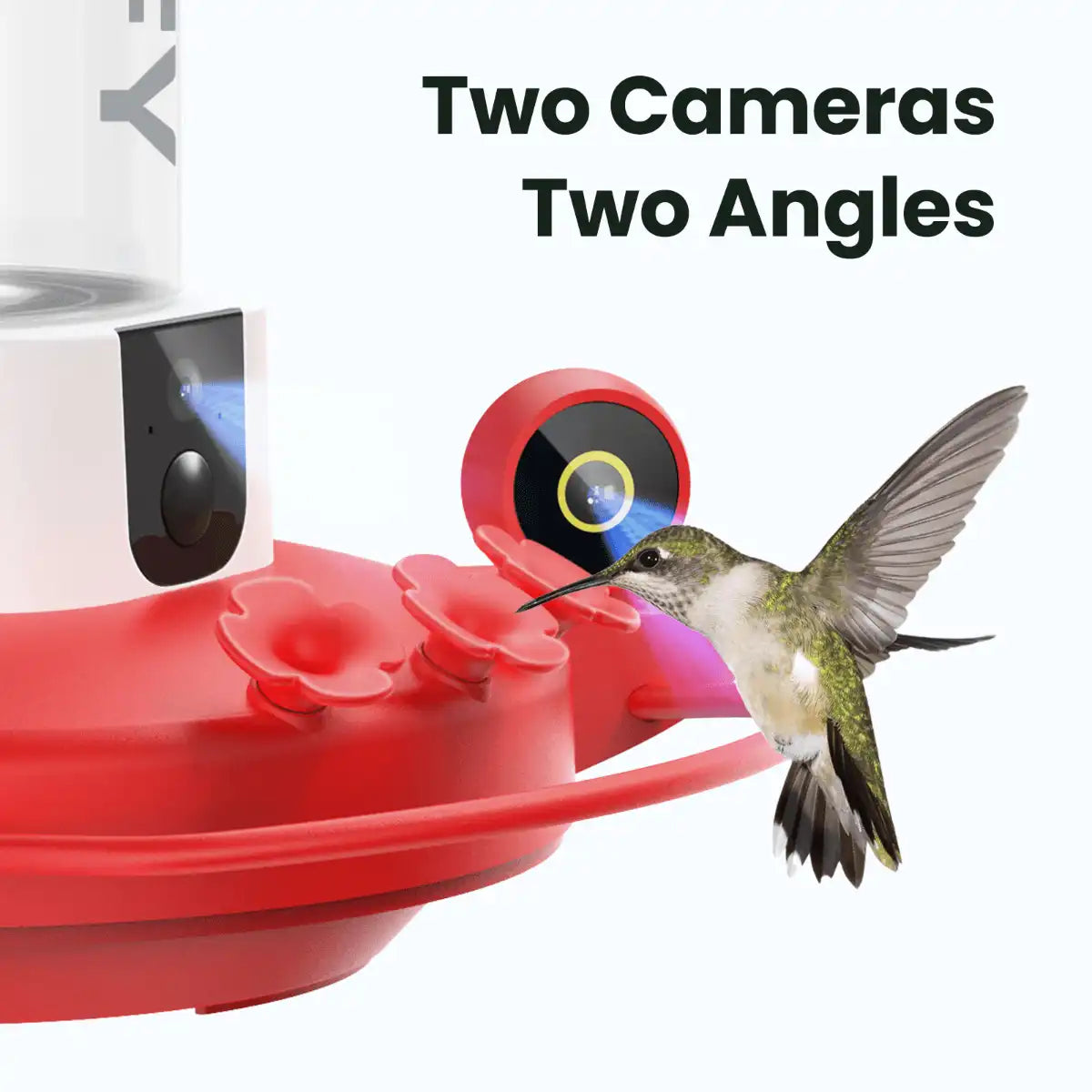 Birdfy Hum Feeder Duo + 1 Year Plus Membership