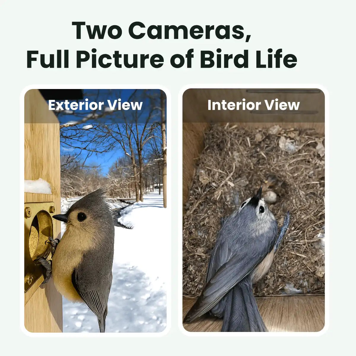 Birdfy Nest Duo - Smart Bird House with Dual Cameras