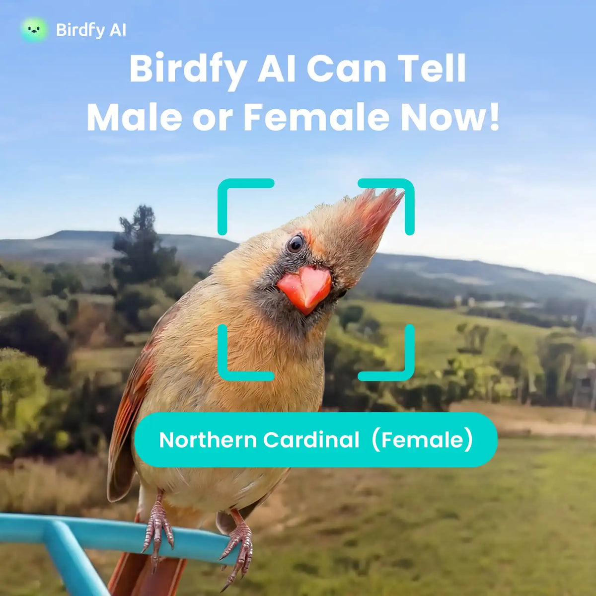 Birdfy Feeder - Smart Bird Feeder with Camera Standard Kit