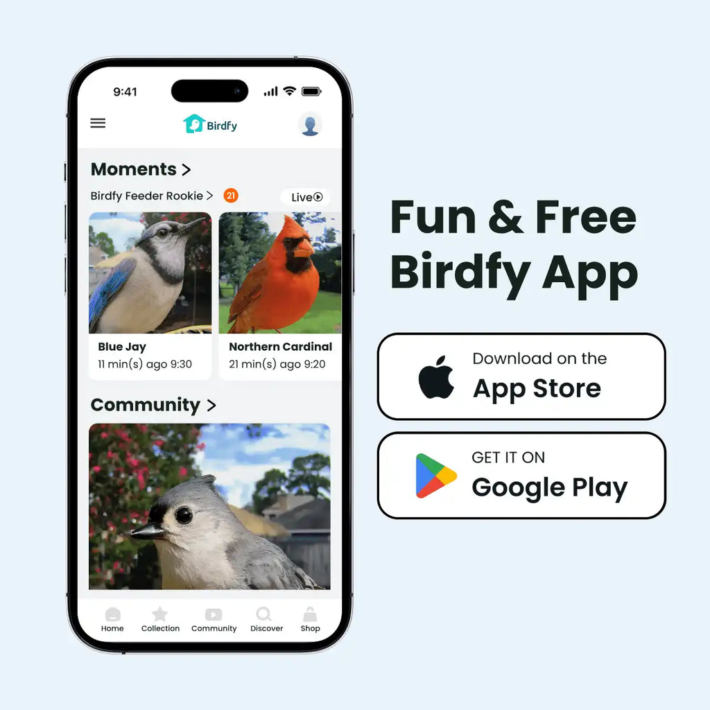 Birdfy Feeder Rookie + 1 Year Plus Membership