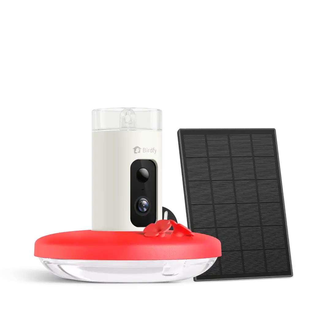 Birdfy Hum Feeder + 1 Year Plus Membership