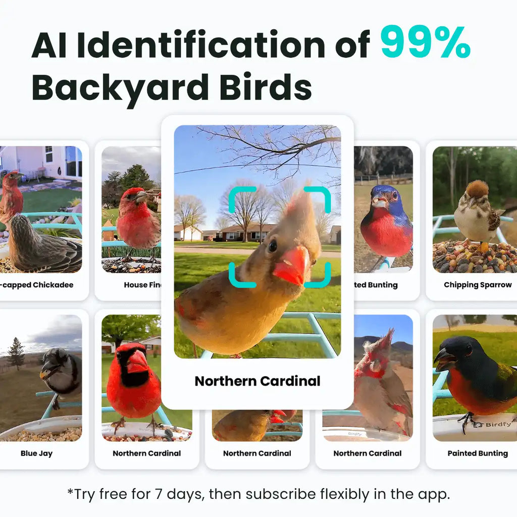 Birdfy Feeder - Limited Gift Set | Smart Bird Feeder with Camera