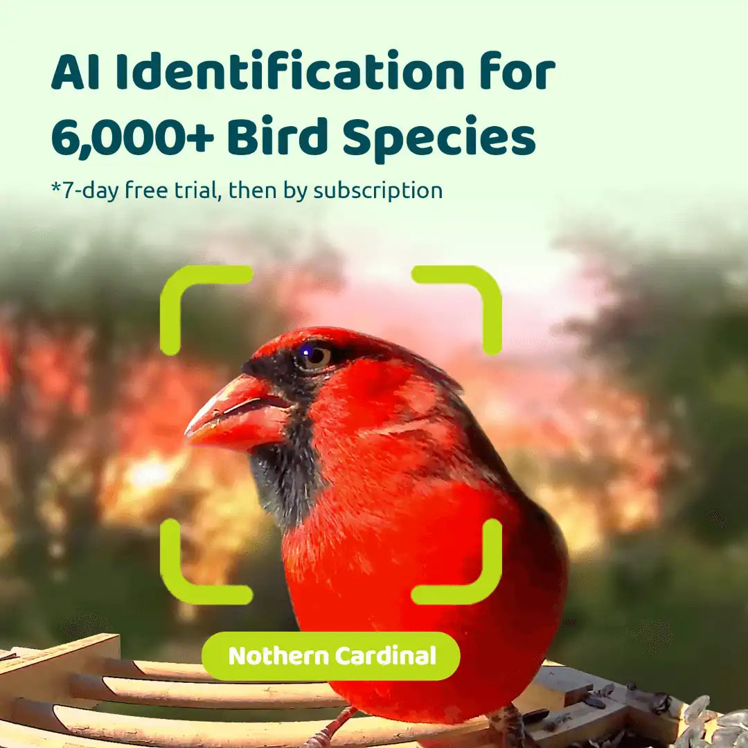 Birdfy Feeder Bamboo Mini + 1 Year Plus Membership