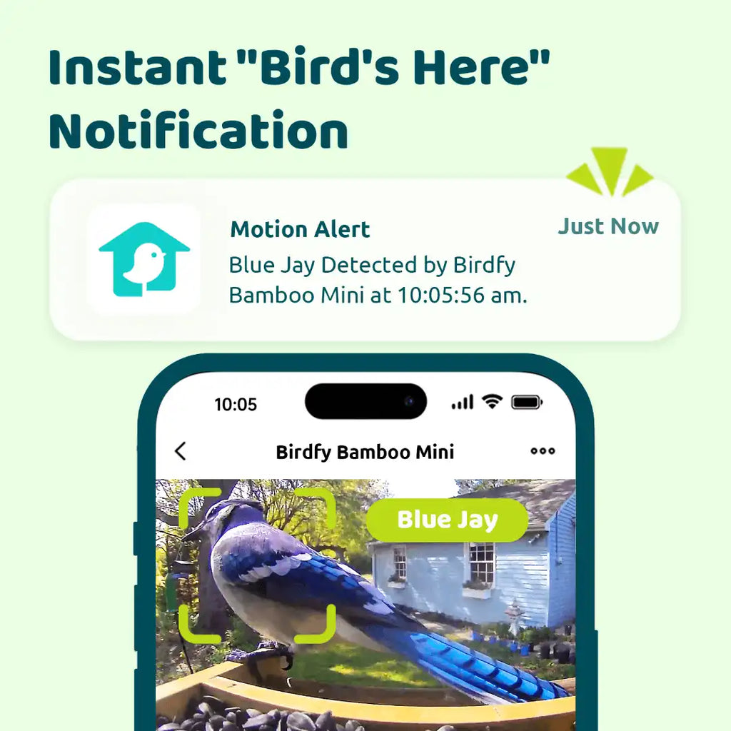 Birdfy Feeder Bamboo Mini + 1 Year Plus Membership