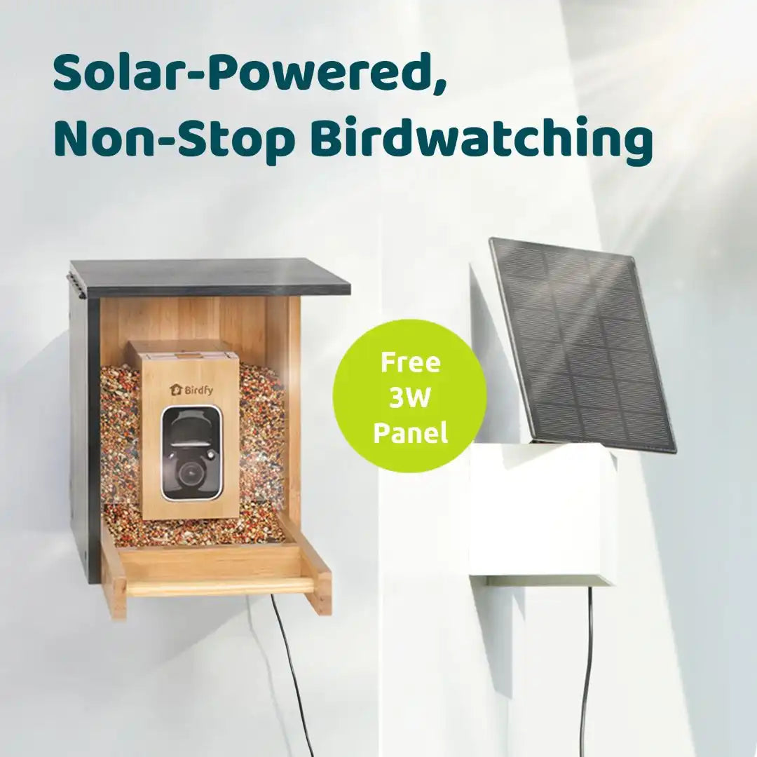Birdfy Feeder Bamboo Mini + 1 Year Plus Membership