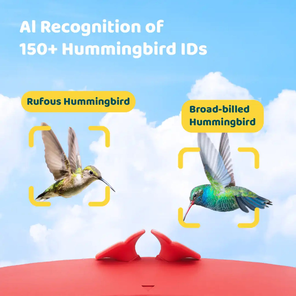 Birdfy Hum Feeder + 1 Year Plus Membership