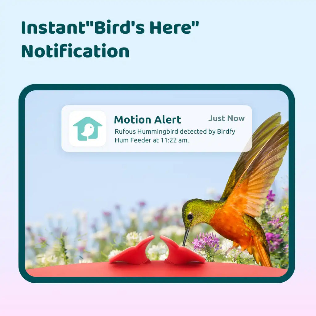 Birdfy Hum Feeder + 1 Year Plus Membership