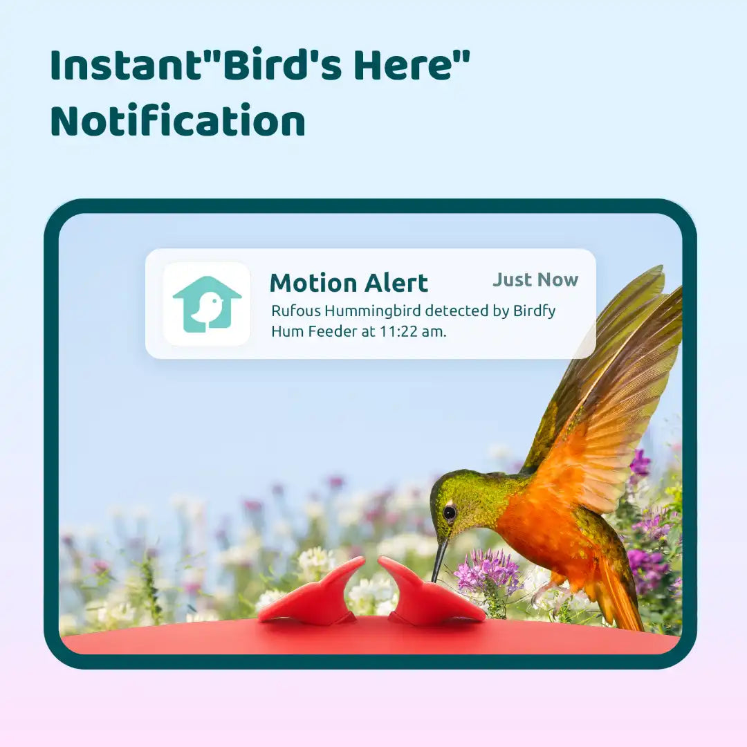 Birdfy Hum Feeder + 1 Year Plus Membership