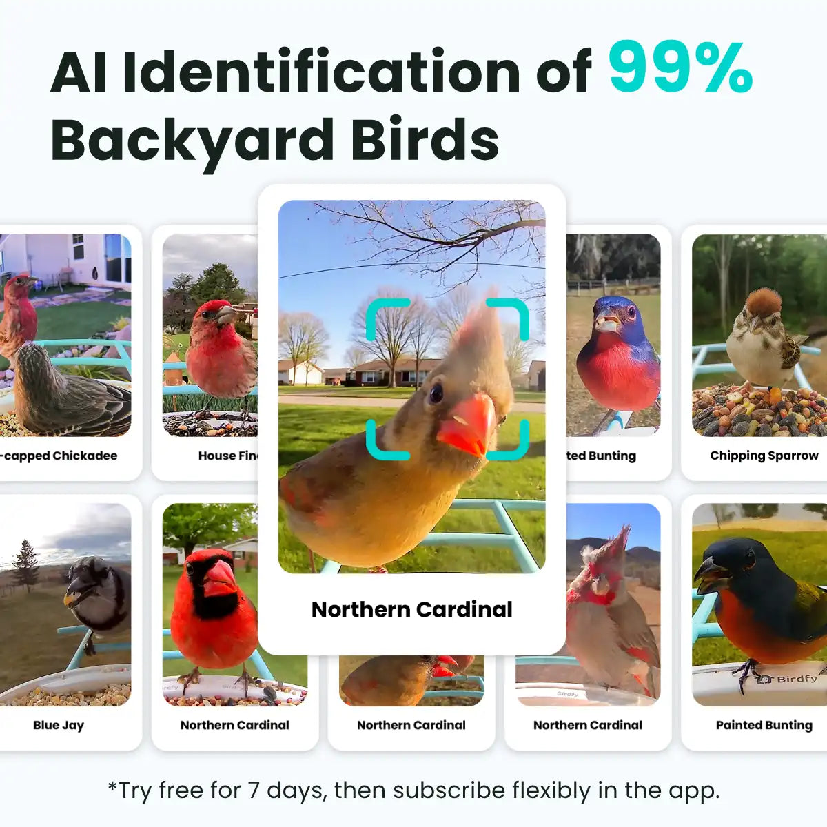 Birdfy Feeder - AI-Powered Smart Bird Feeder with Camera