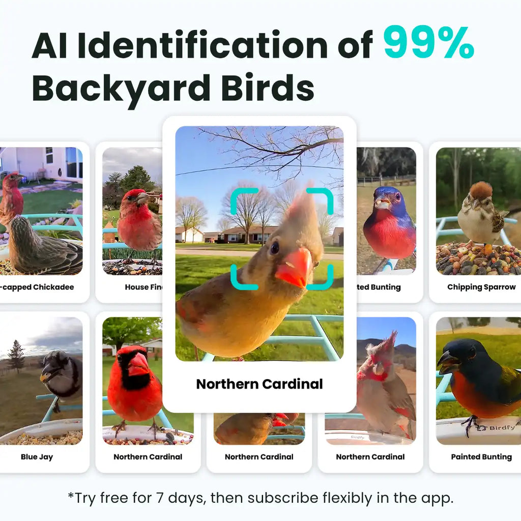 Birdfy Feeder - Smart Bird Feeder with Camera Standard Kit