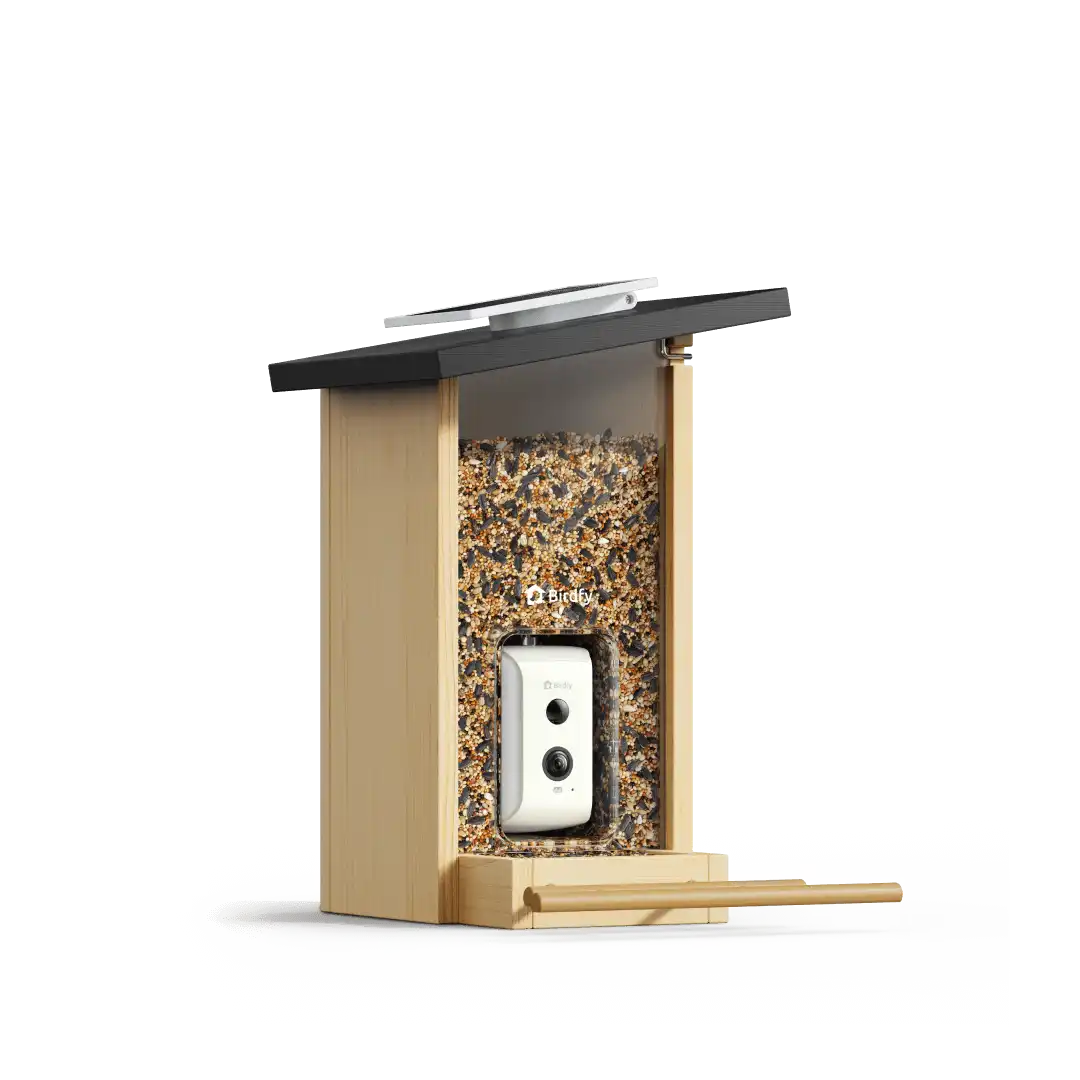 Birdfy Feeder Ebony - Wooden Smart Bird Feeder