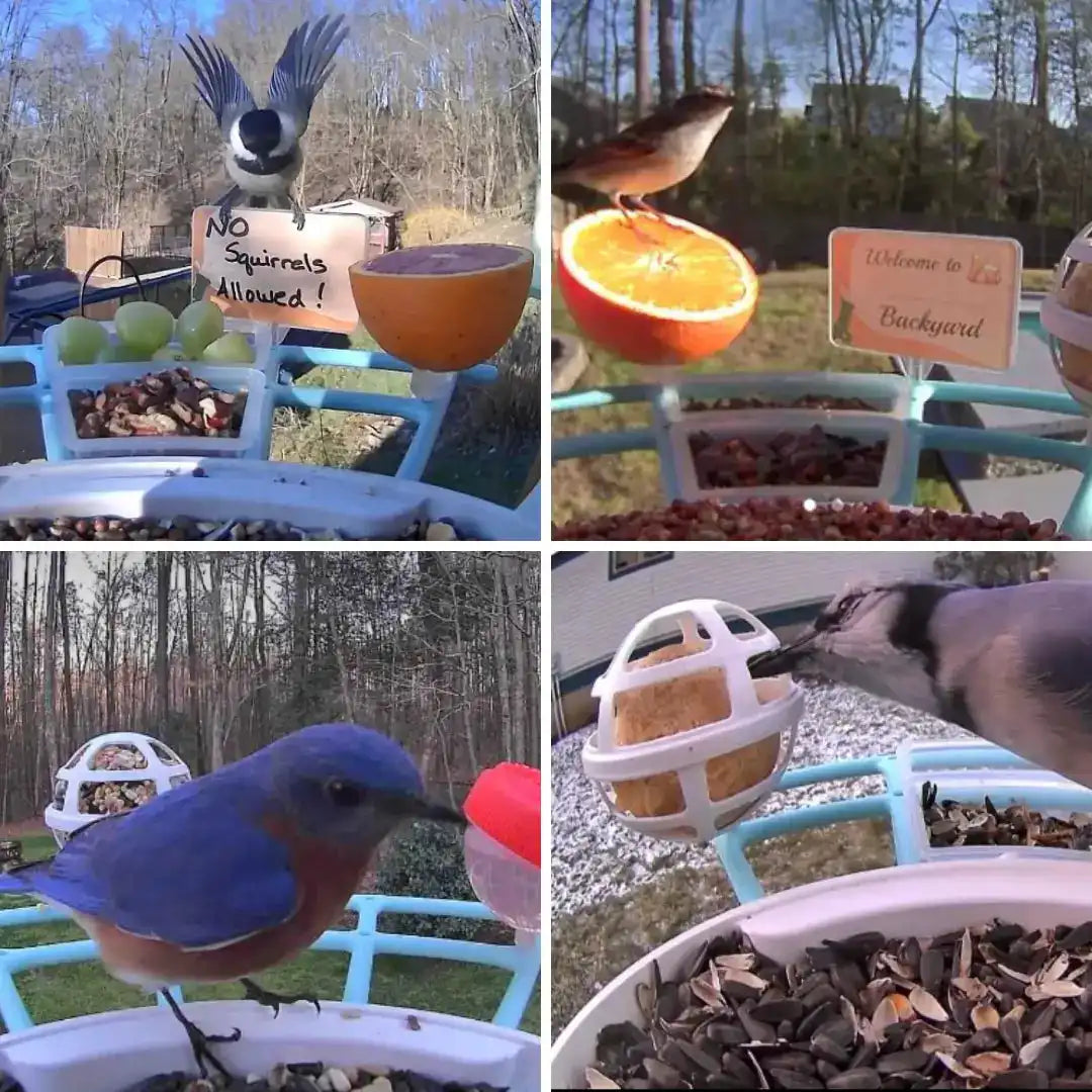 Birdfy Perch Pro Extension - Bird Feeder Extension