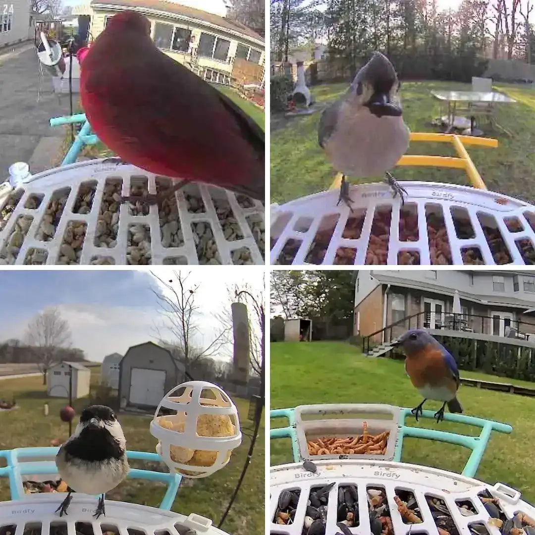Birdfy Bird Seed Guard